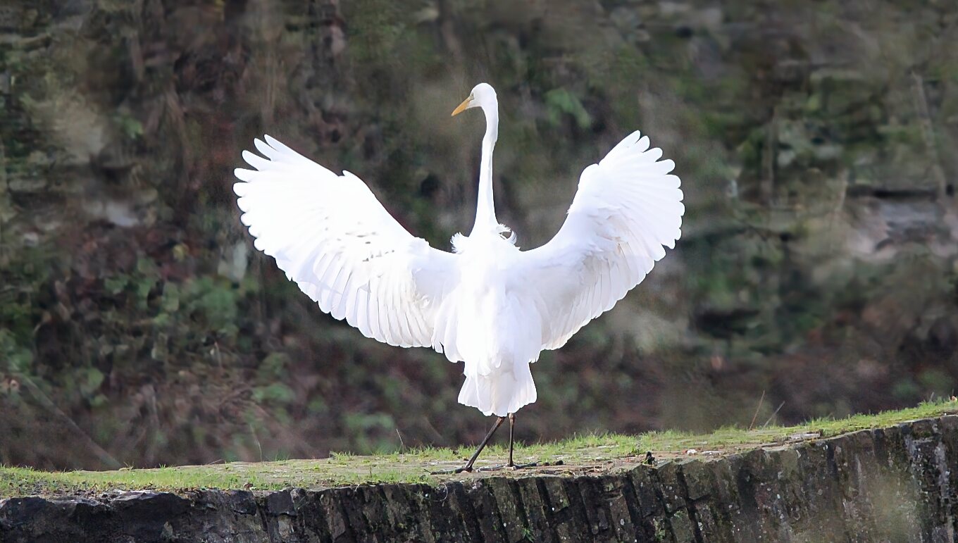 Grande Aigrette